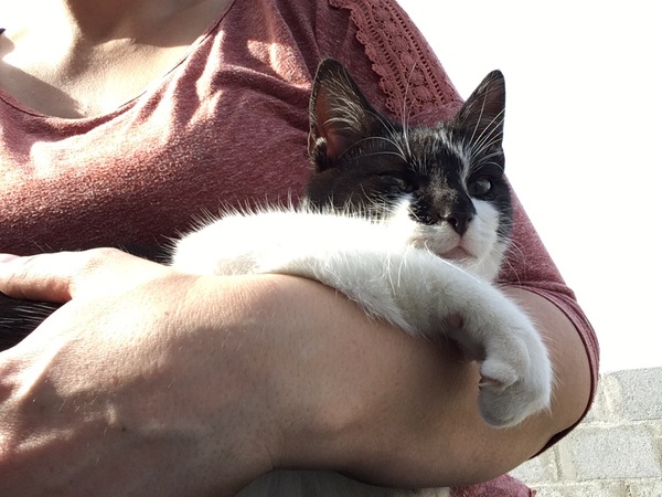 The Friendly Frugaleers, figuring out our finances with furry feline photos!