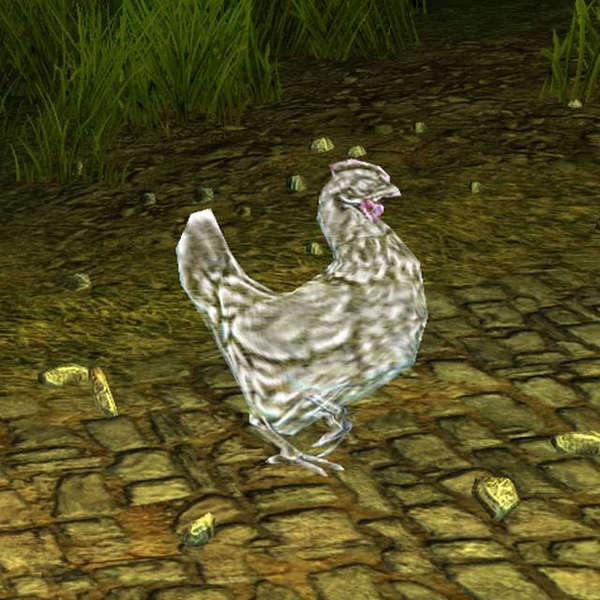 Chicken pics