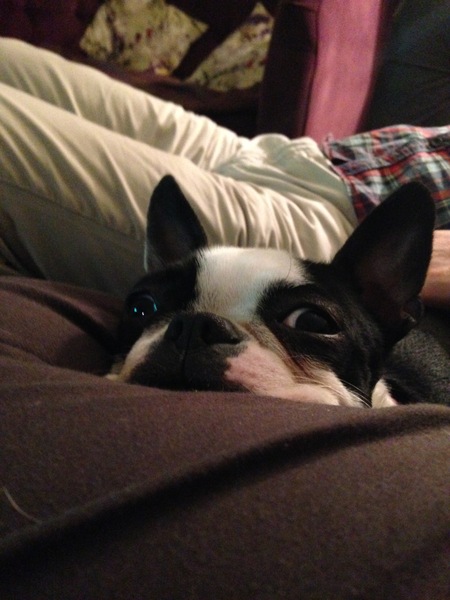 Show me your dogs while I'm waiting for mine!