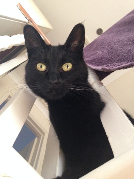 National Black Cat Day