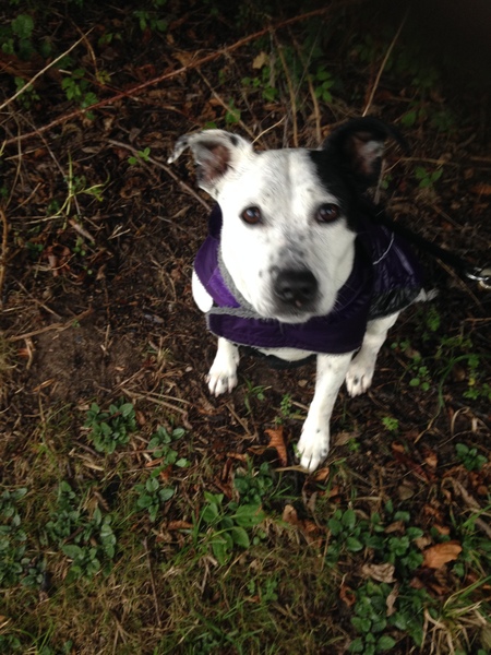 One word which describes your rescue dog ?