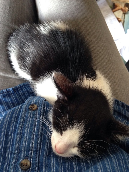 Been offered a kitten. What should I ask?