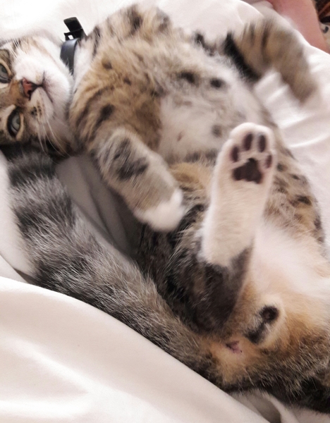 Fleas, fleas, fleas, fleas, FLEAS!!!! and swearing...