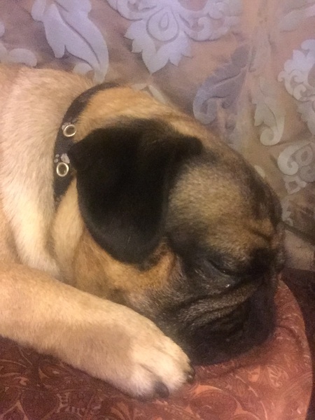 How does your dog wake you up ?