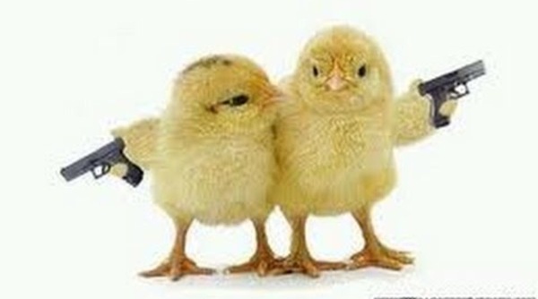Chicken pics