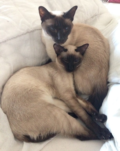 Siamese fix