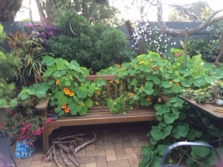 "in the midst of winter, I found there was within me, an invincible summer" Potting shed chat continues here
