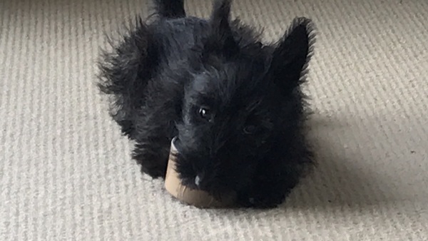 Show me your dogs while I'm waiting for mine!