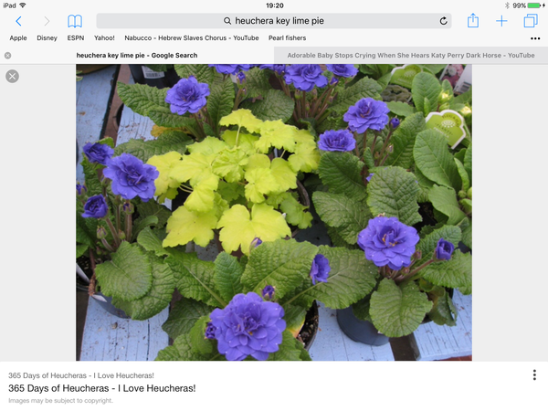 What to plant with Hibiscus syriacus 'Oiseau Bleu'