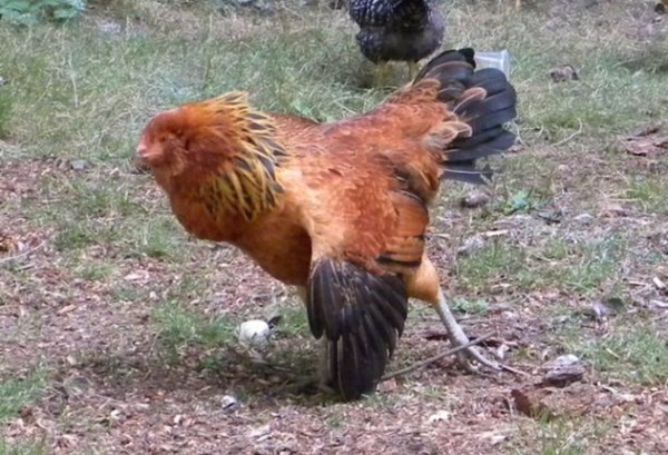 Chicken pics