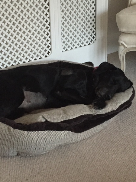 thinking about a dog but totally new to it and also have a cat...