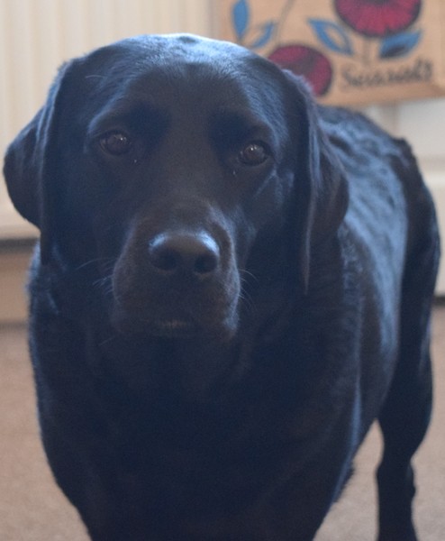 Show me your dogs while I'm waiting for mine!