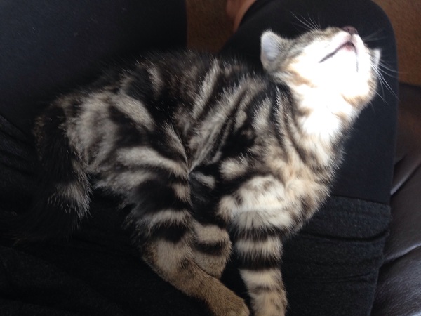 KITTENS!!!