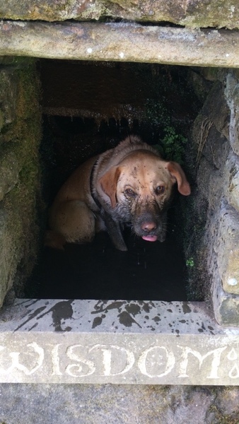 Show me your dogs while I'm waiting for mine!