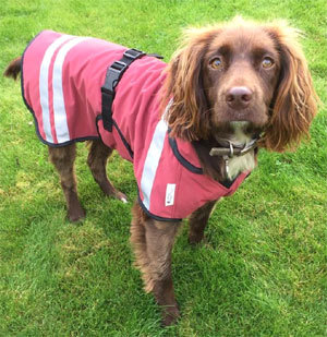 Talk to me about a decent jacket for a rain hating lab x staffy