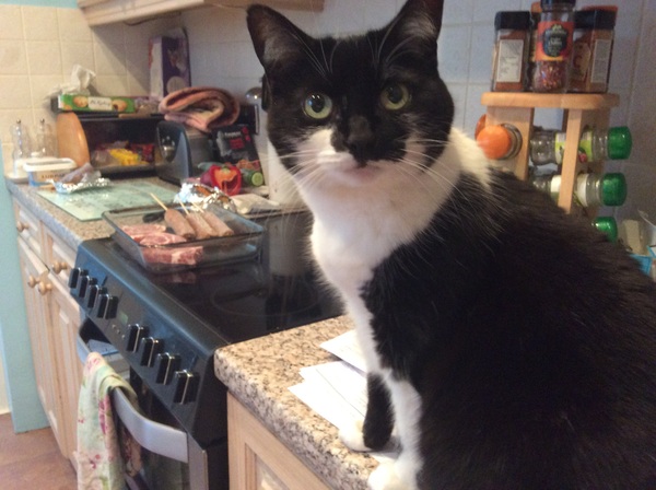 I need to rehome my kitten :-(