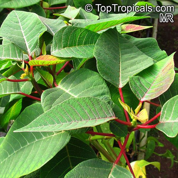 Does anyone know what this plant is? Pic included!