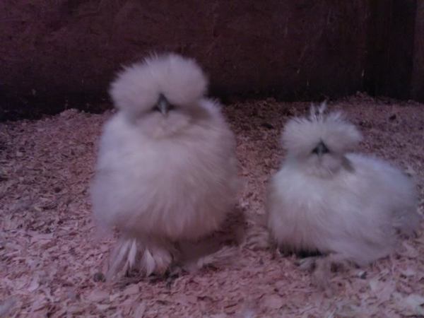 Chicken pics