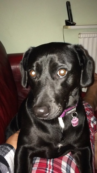 Show me your dogs while I'm waiting for mine!