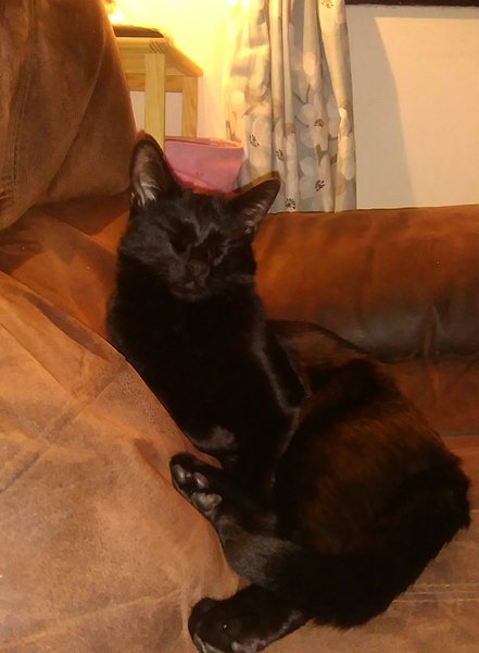 A friend has offered us first dibs on a kitten. Which shall we choose (with pictures)?