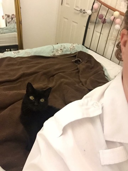 Clingy pets