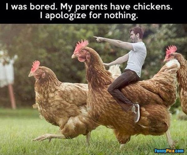 Chicken pics