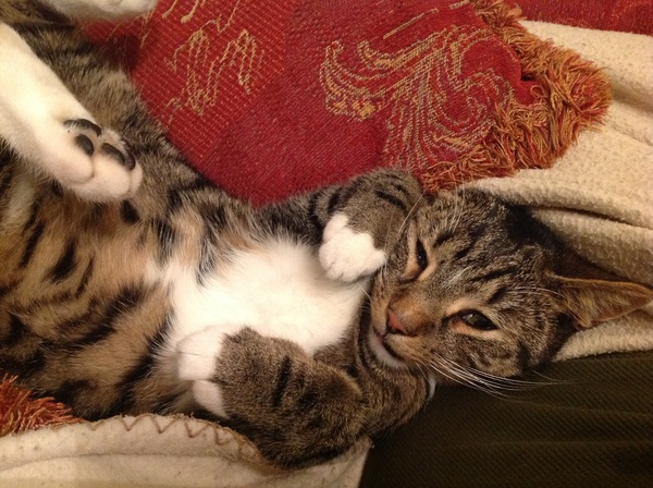 I need to rehome my kitten :-(