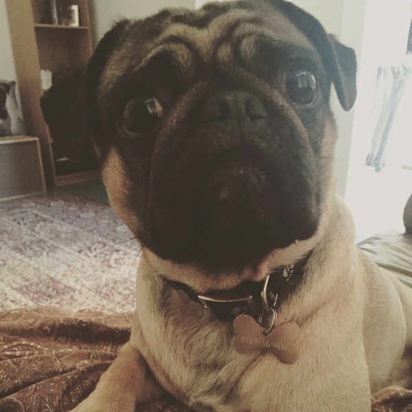 Show me your dogs while I'm waiting for mine!