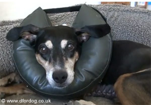 Spaying - contentious issue?