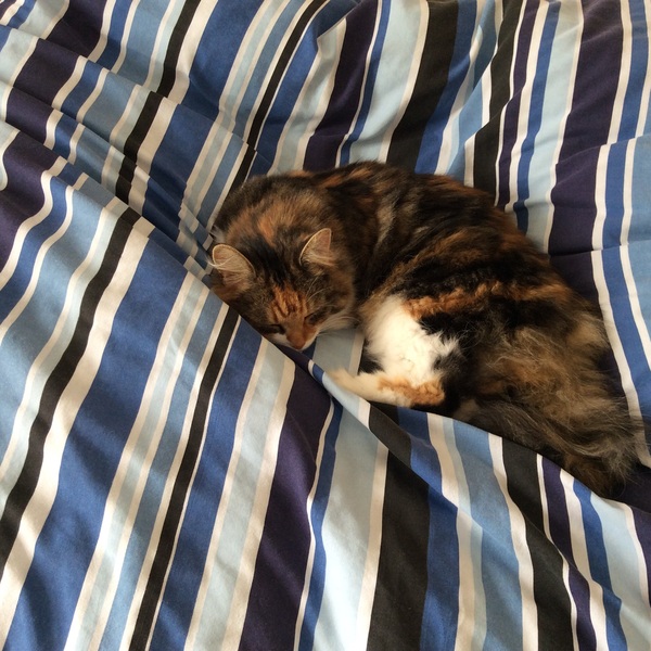 Sunday Snuggles