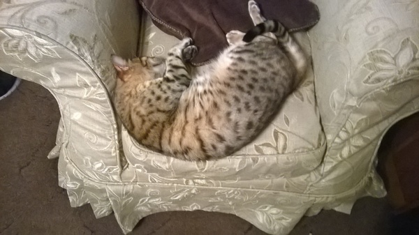 Cat photo thread!