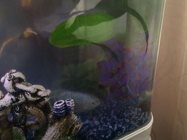 inheriting an aquarium: advice please?