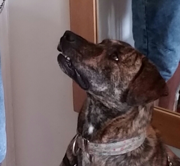 This is the face I get when I say 'BISCUIT'