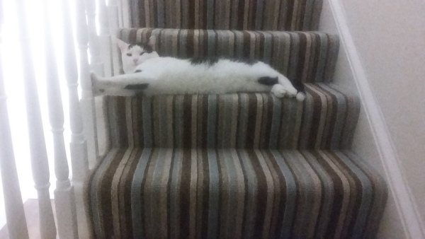 I need to rehome my kitten :-(