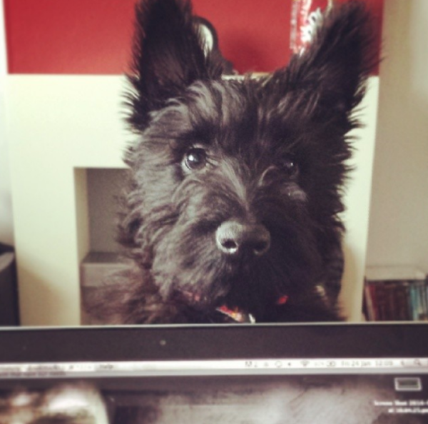 Anyone got a Scottish Terrier?  Can you tell me about them please :)