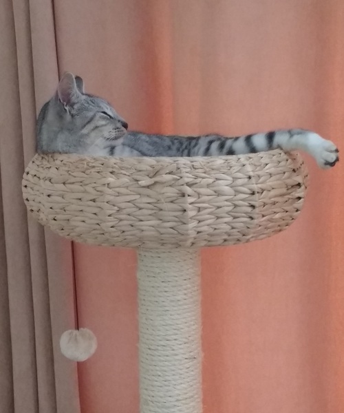 Does your cat have a cat bed?