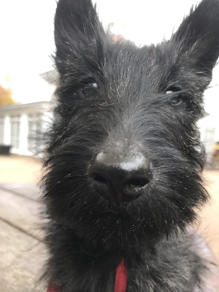 Why did you get a dog?