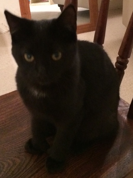 Crazy destructive new cat