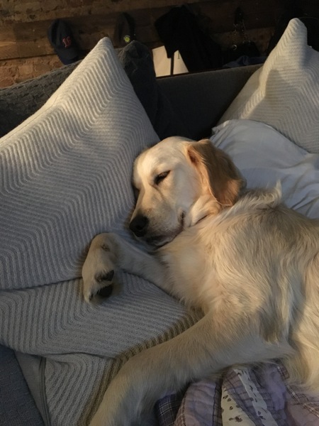 Show me your dogs while I'm waiting for mine!