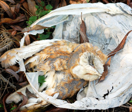 To think ''Chinese Lanterns'' should be banned?