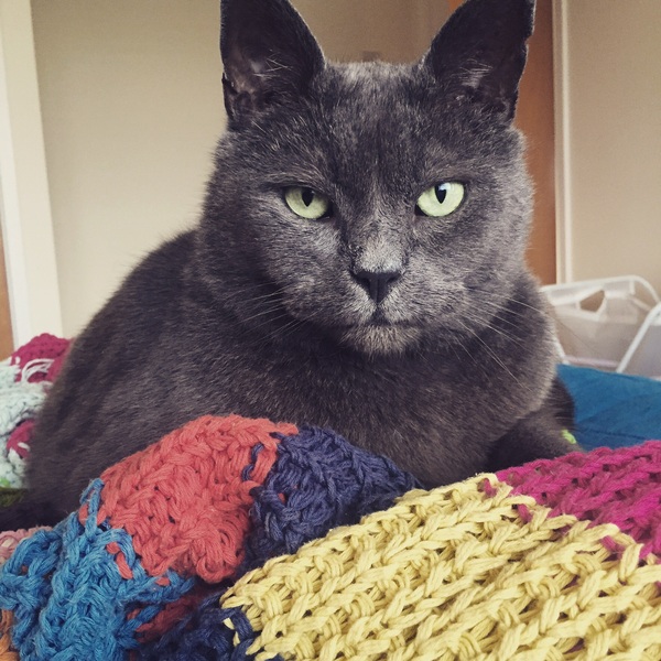 Cat photo thread!
