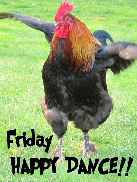 Chicken pics