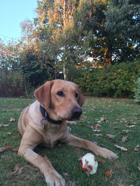 Show me your dogs while I'm waiting for mine!