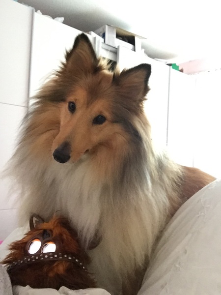 Show me your dogs while I'm waiting for mine!