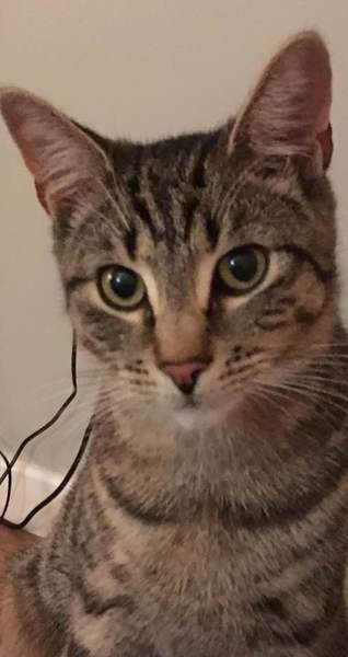 To think this kitten is BROWN!?