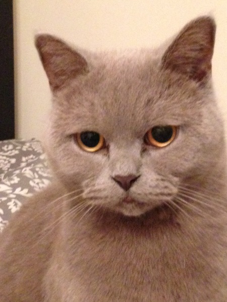 Cat photo thread!