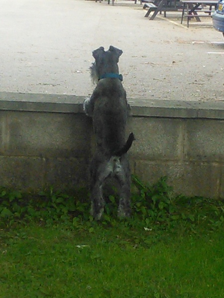 Show me your dogs while I'm waiting for mine!