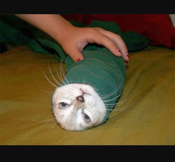 Need help trimming cats knickers