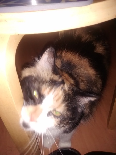 To want to rehome our bloody miserable cat?