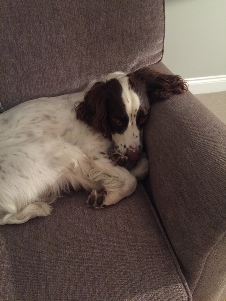 Tell me about your springer spaniels please!